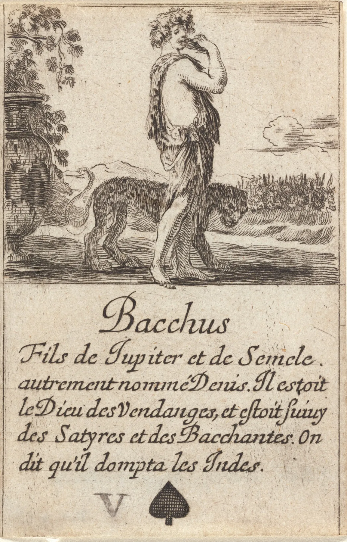 Bacchus 15