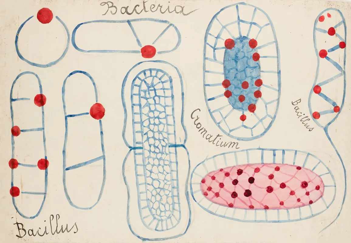 Bacteria Bacillus Chromatium