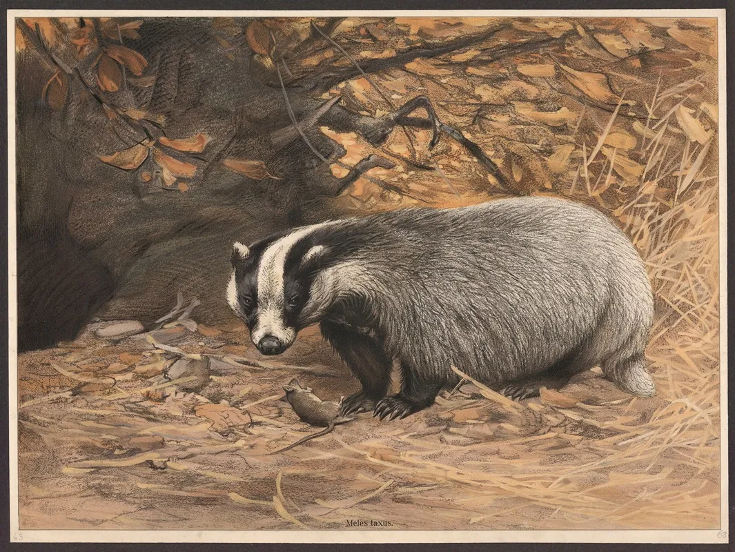 Badger Meles Taxus