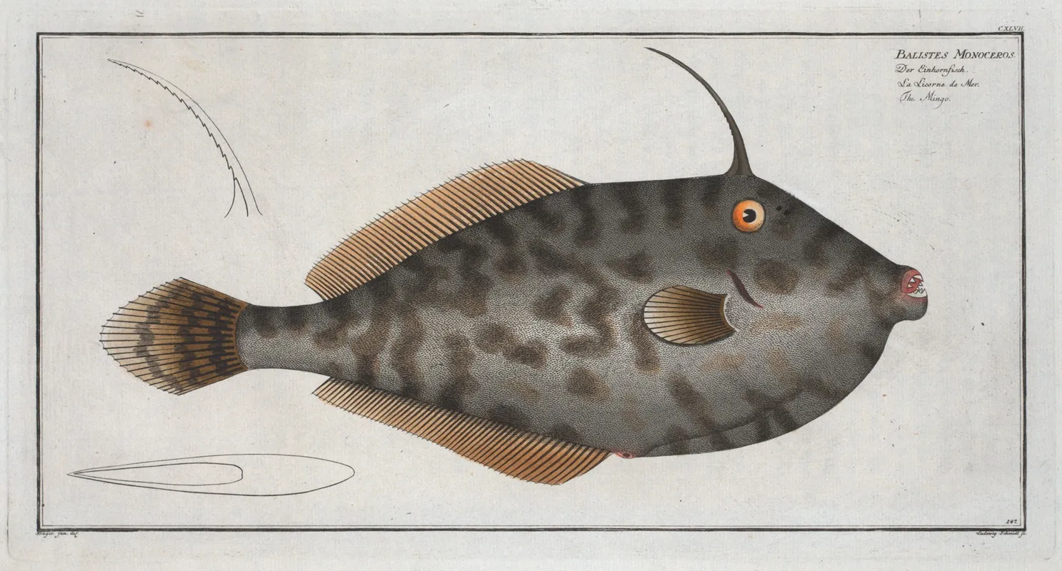 Balistes Monoceros The Mingo