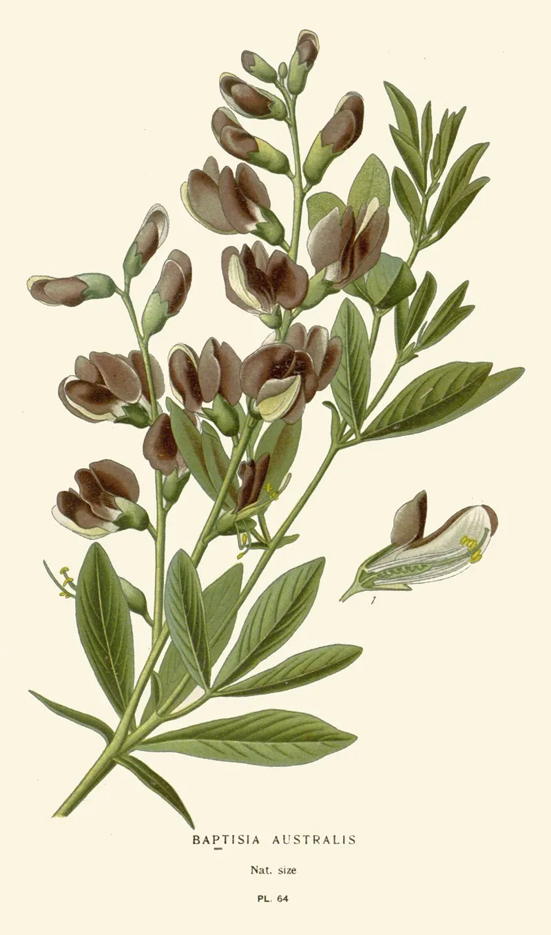 Baptisia Australis by Edward Step - Canvas Print