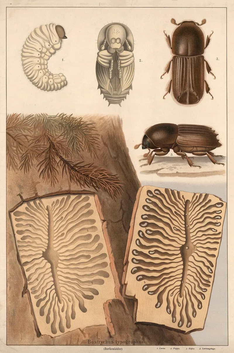 Bark Beetle Bostrychus Typographus