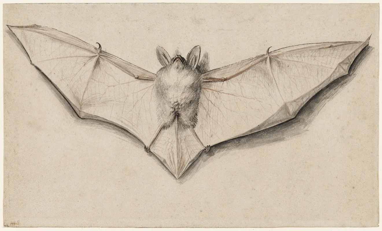 Bat With Outspread Wings