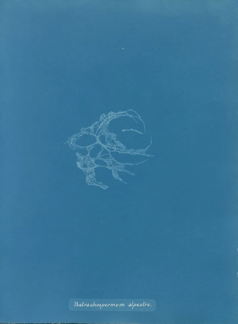 Batrachospermum Alpestre