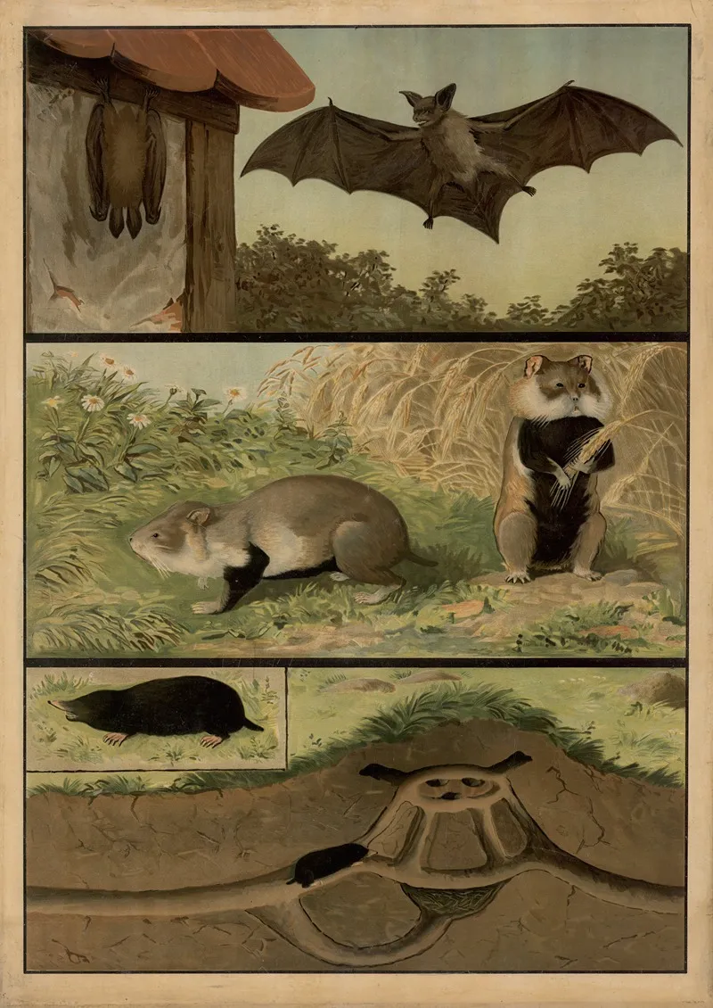 Bats Hamsters And Moles