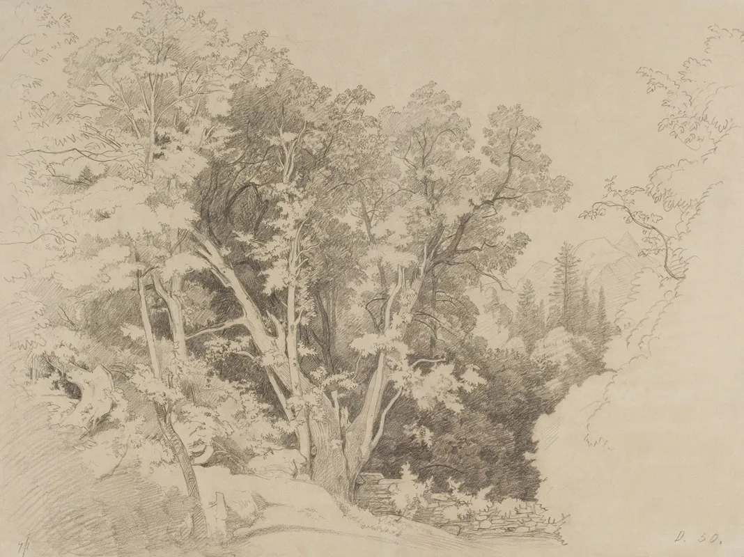 Baumgruppe Mit Gespaltenem Baum