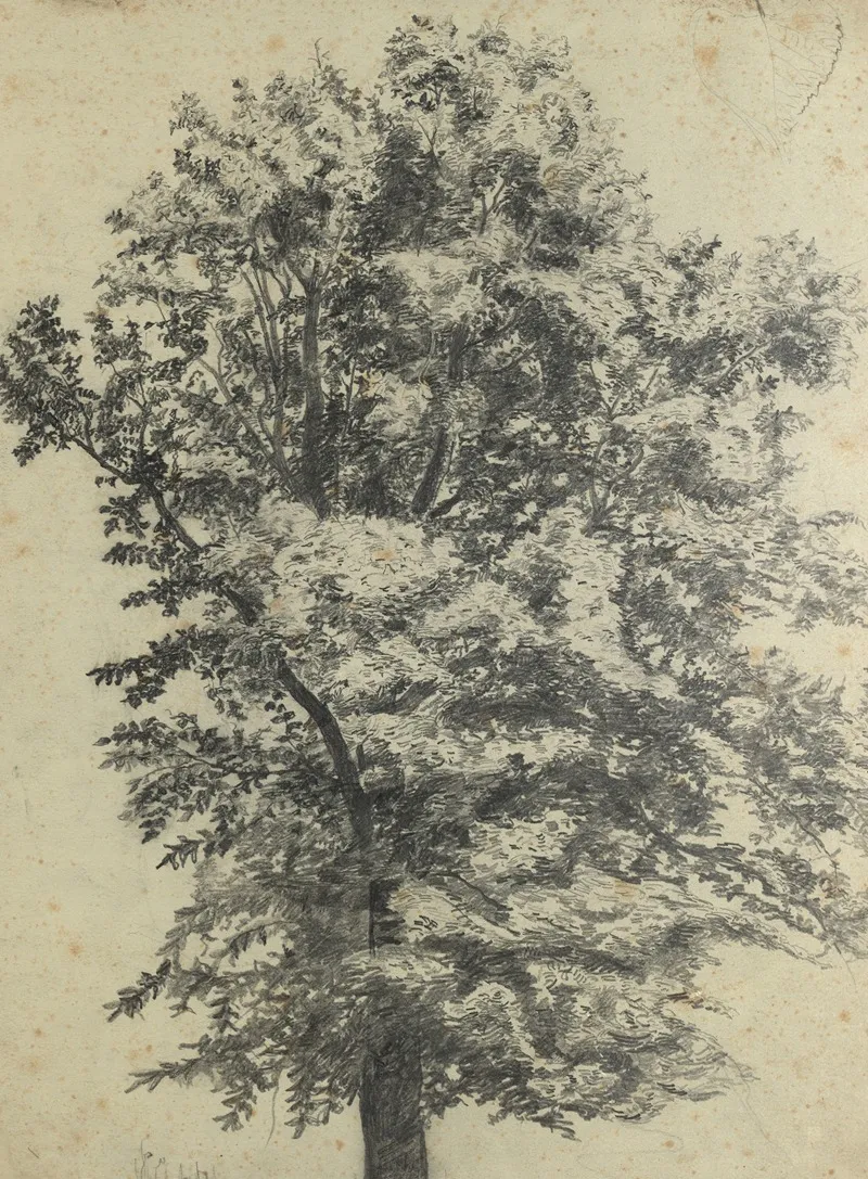 Baumstudie 10 by Tina Blau - Canvas Print