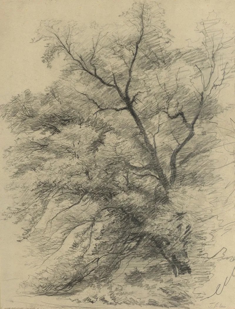 Baumstudie 11 by Tina Blau - Canvas Print