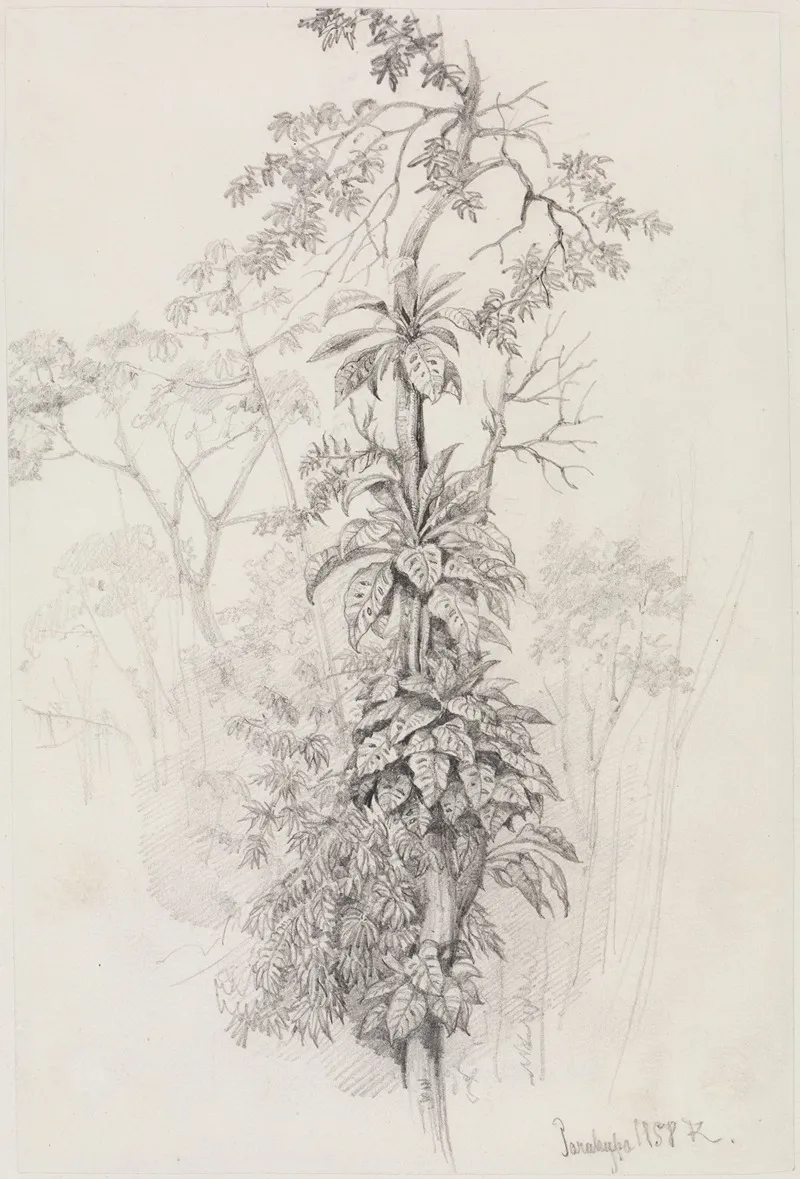 Baumstudie Aus Dem Urwald by Ferdinand Keller - Canvas Print