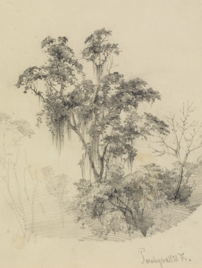 Baumstudie Im Urwald by Ferdinand Keller - Canvas Print