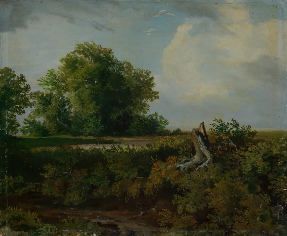 Baumstumpf Am Wegrand