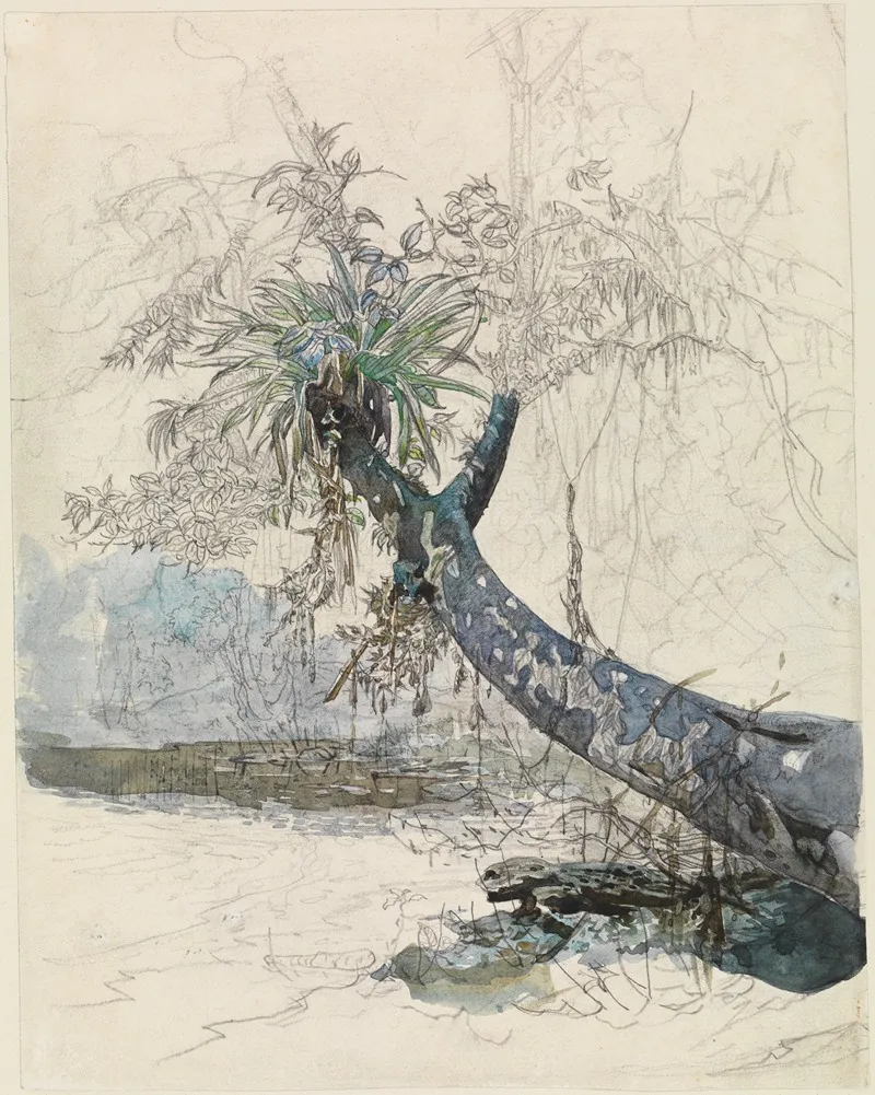 Baumzweig Mit Lianen An Einem Urwaldfluss by Ferdinand Keller - Canvas Print