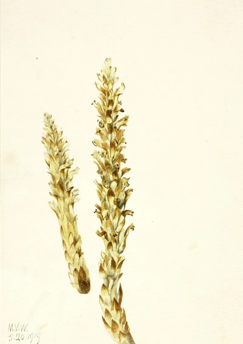 Bear Corn Conopholis Americana