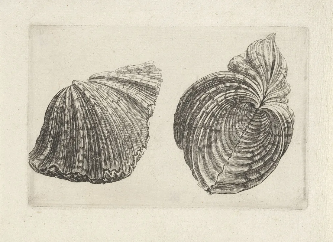 Bear Paw Clam Hippopus Maculatus