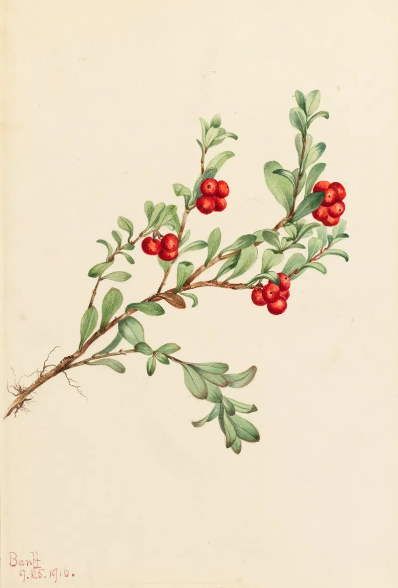 Bearberry Arctostaphylos Uva Ursi