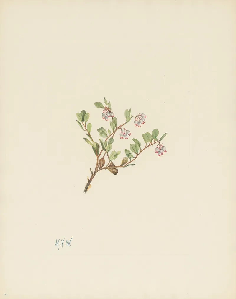 Bearberry Flower Arctostaphylos Uva Ursi 2