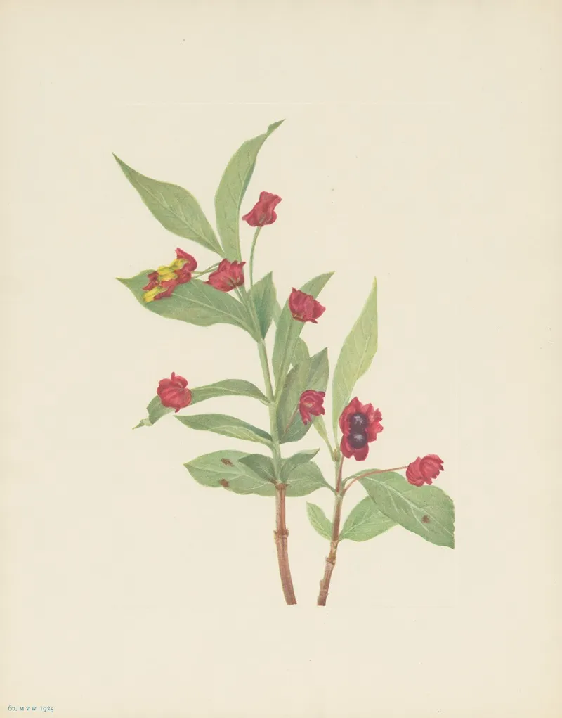 Bearberry Honeysuckle Lonicera Involucrata 3
