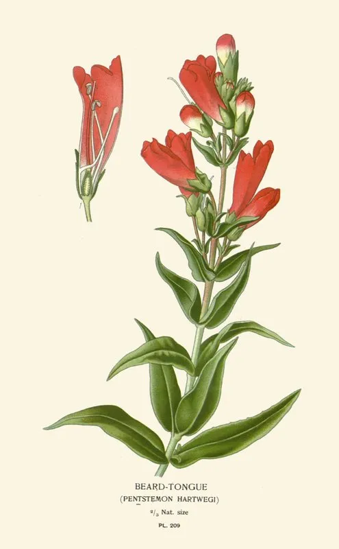 Beard Tongue by Edward Step - Canvas Print