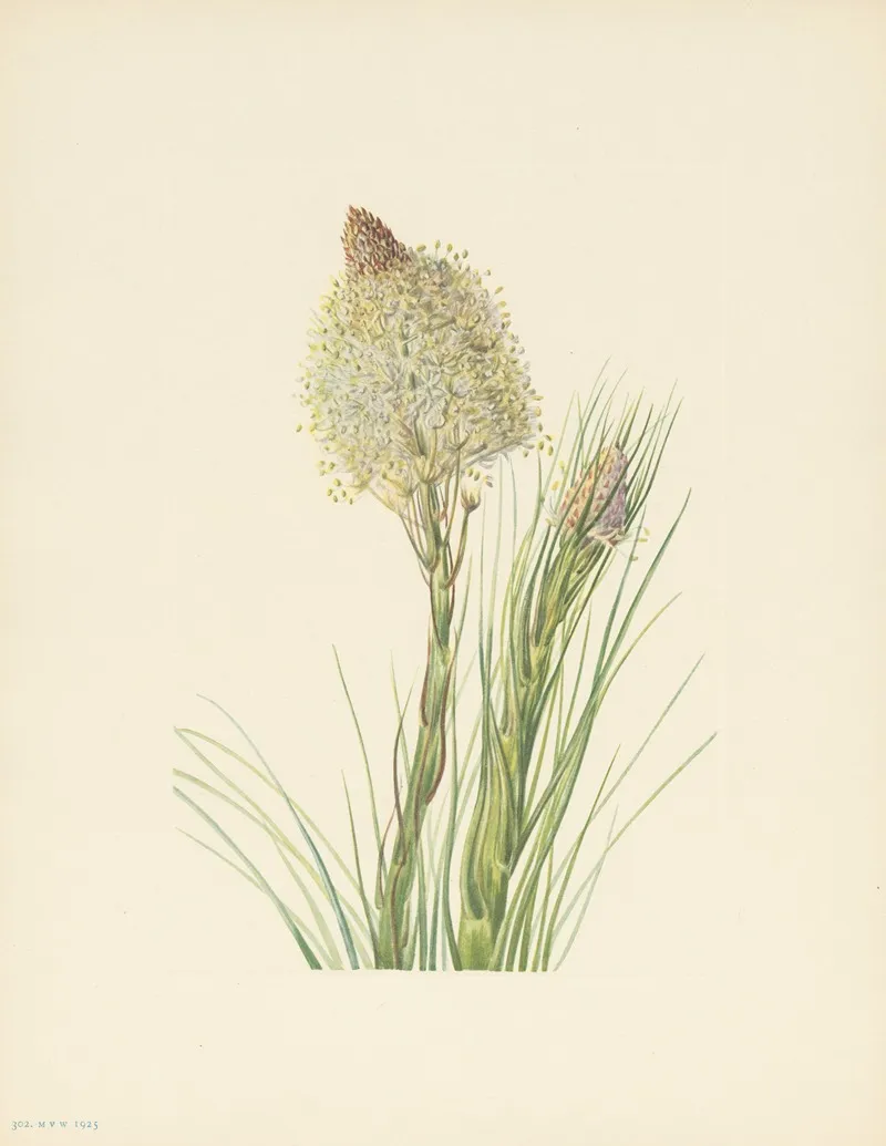 Beargrass Xerophyllum Tenax 3