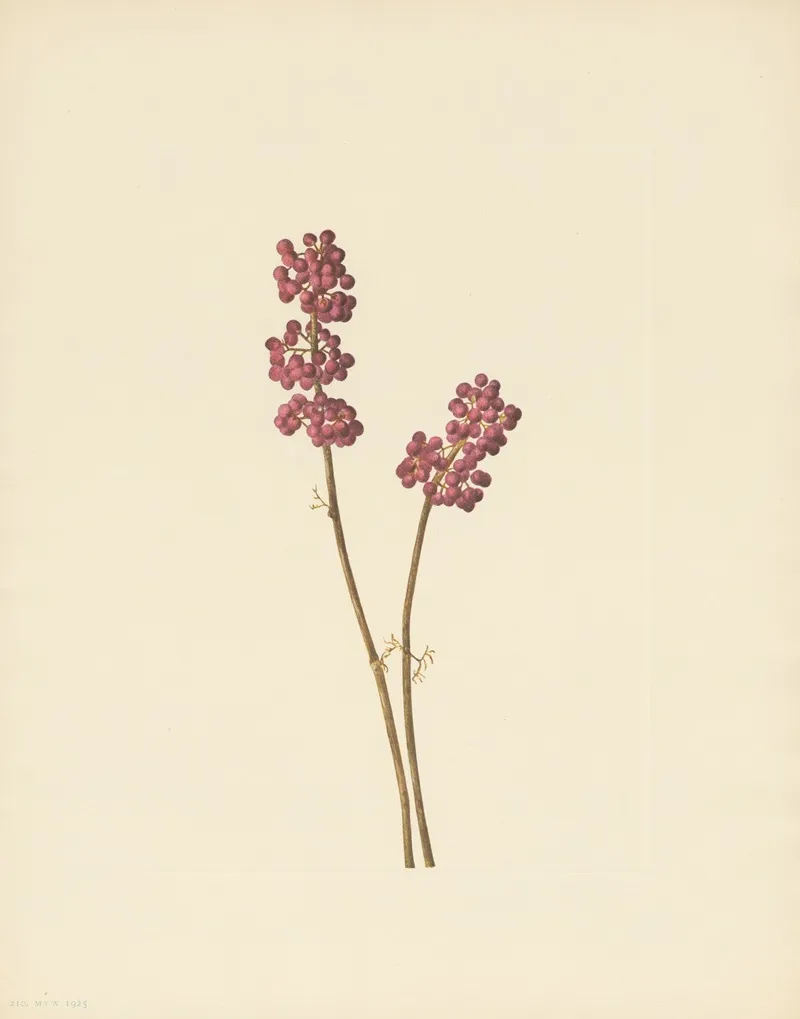 Beautyberry Callicarpa Americana 2
