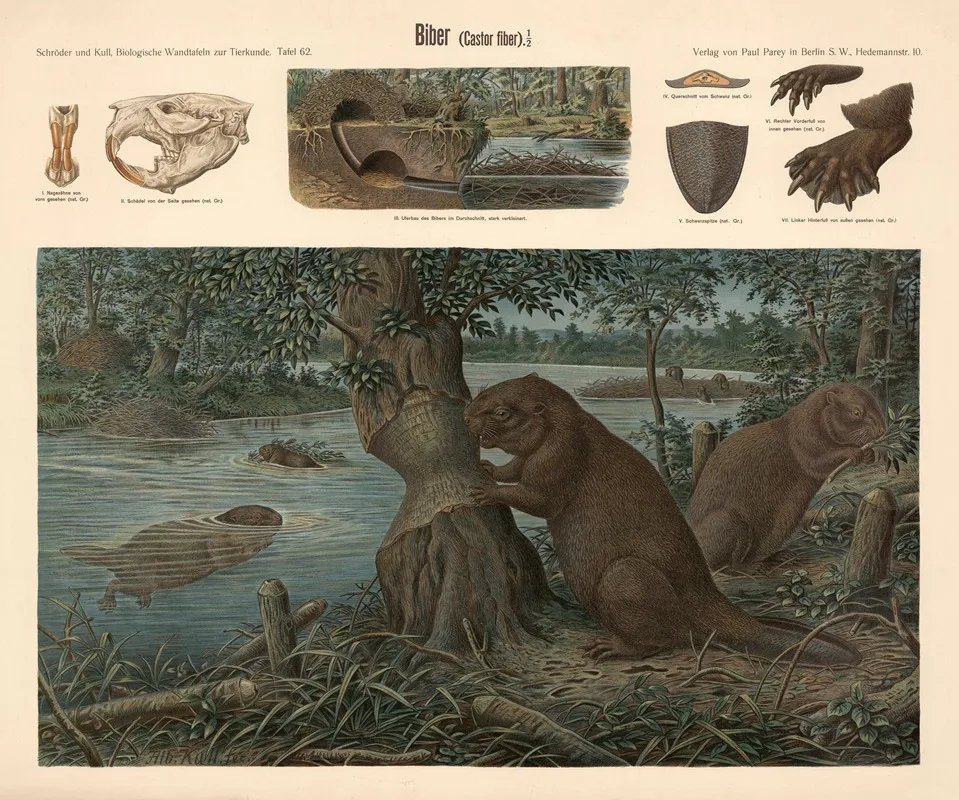 Beaver Castor Fiber 2