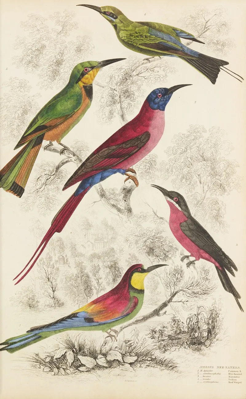 Bee Eaters 2 by William MacGillivray - Canvas Print