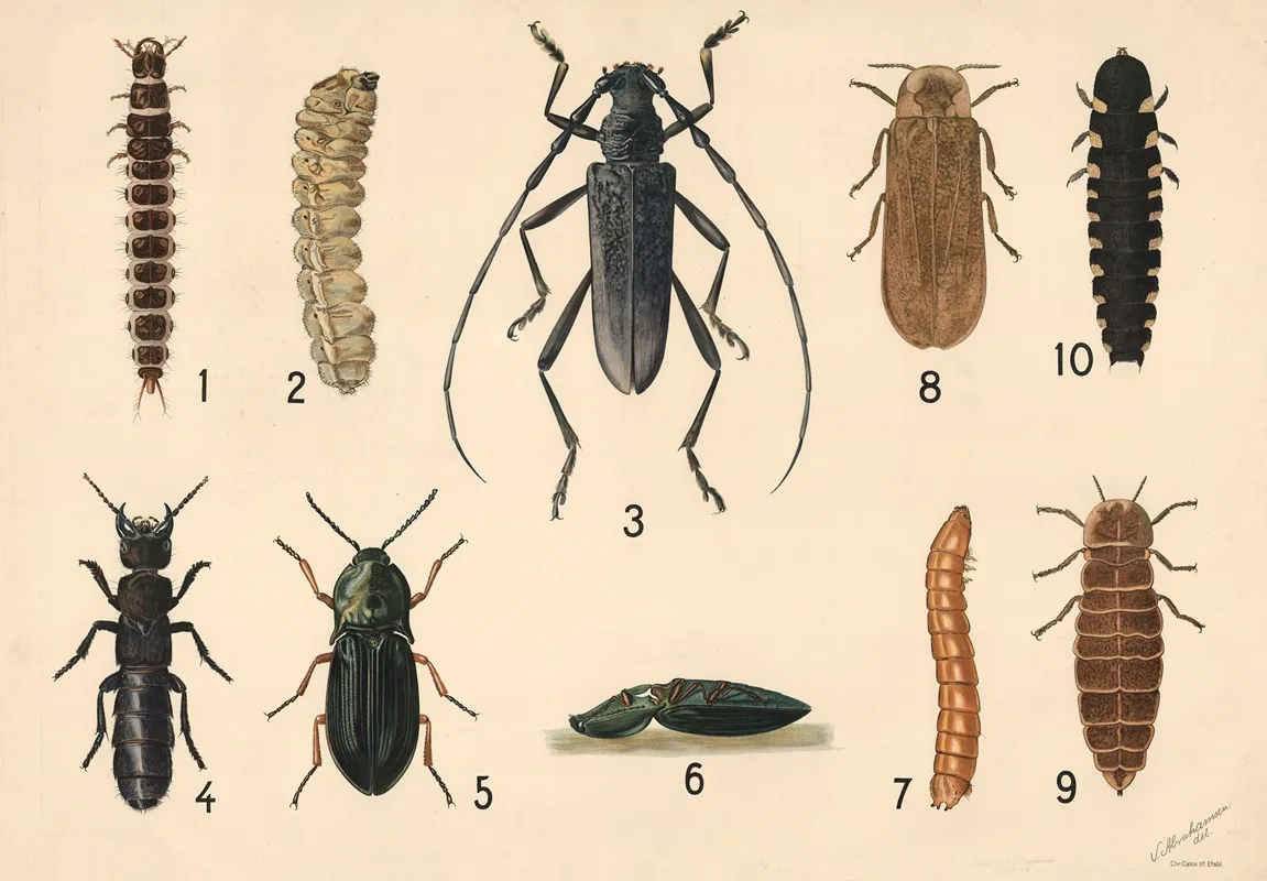 Beetles 11 by V. Abrahamsen - Canvas Print
