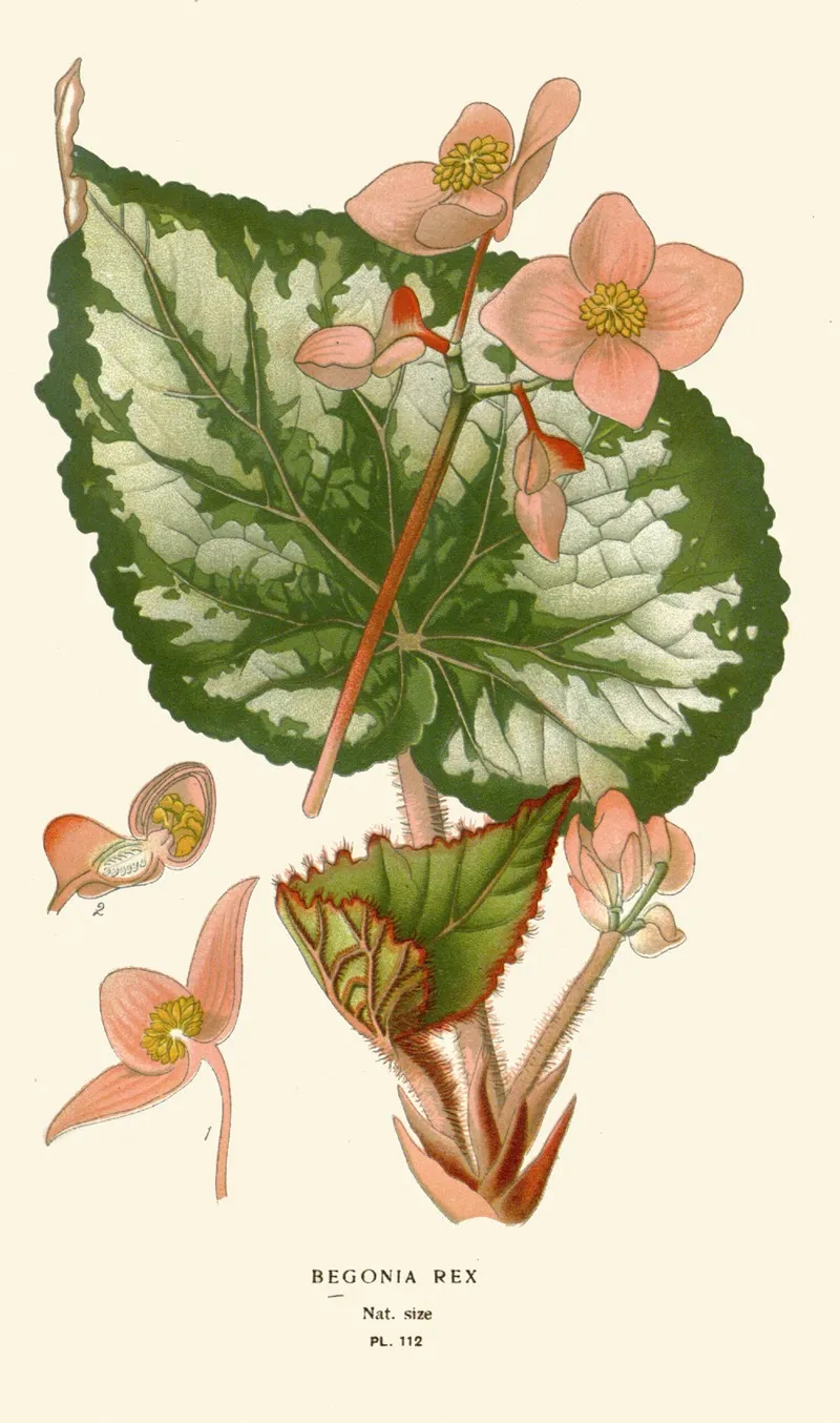 Begonia Rex by Edward Step - Canvas Print