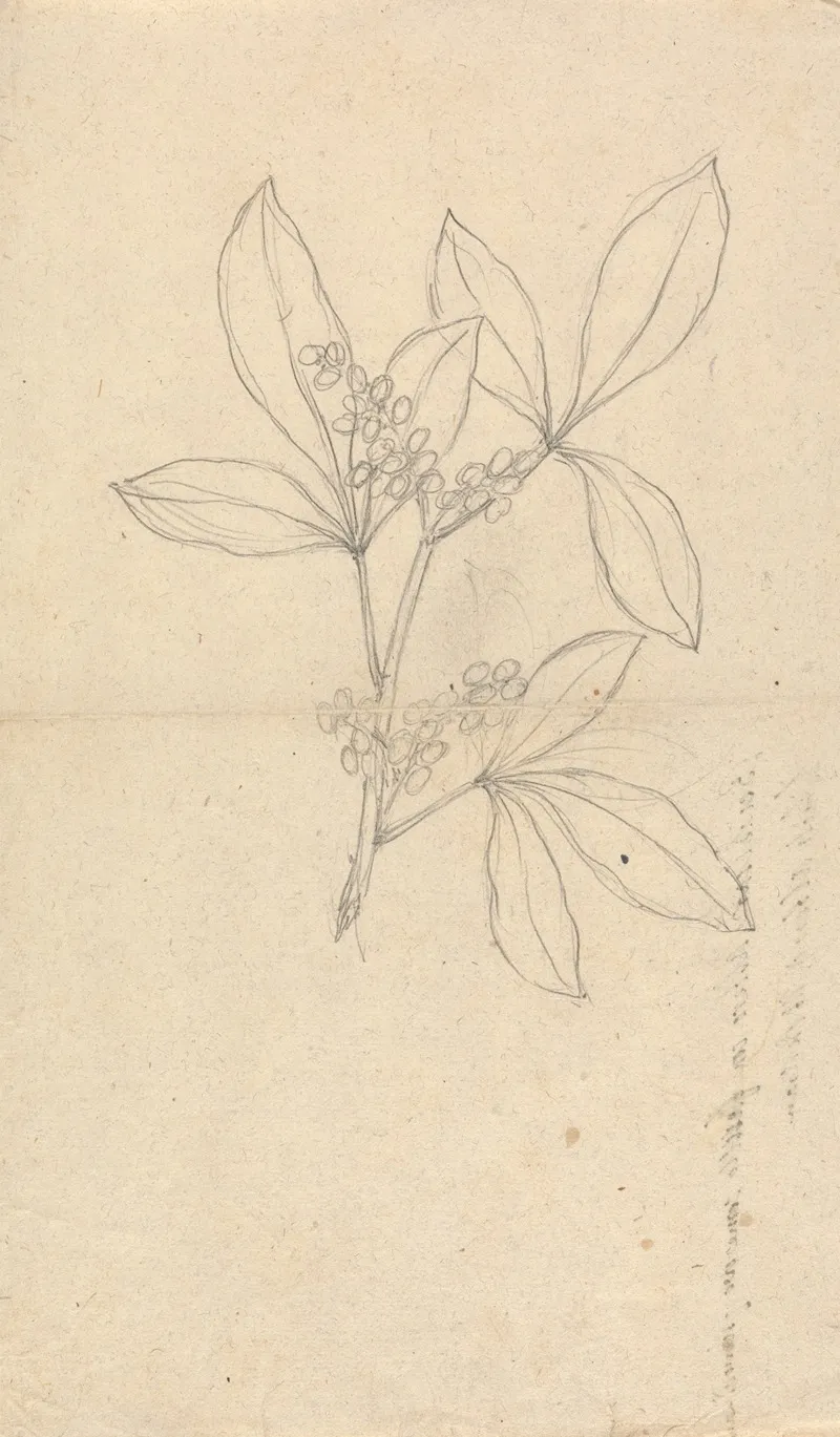 Beidelsar Asclepias Procera by Luigi Balugani - Canvas Print