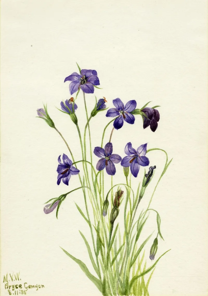 Bellflower Campanula