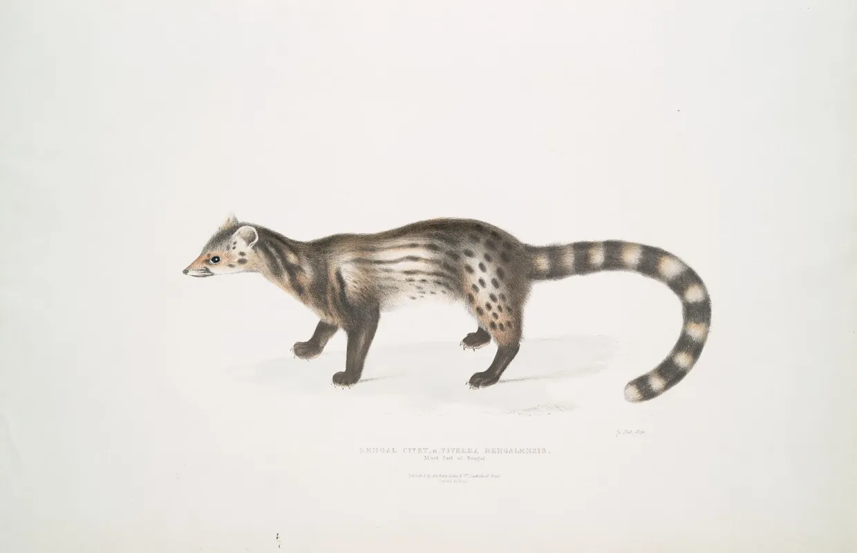 Bengal Civet Viverra Bengalensis