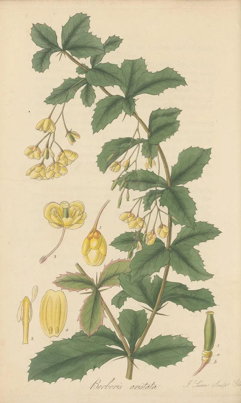 Berberis Aristata by William Jackson Hooker - Canvas Print