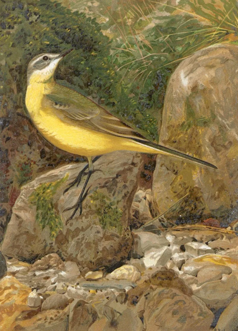 Bergeronnette by Léo-Paul Robert - Canvas Print