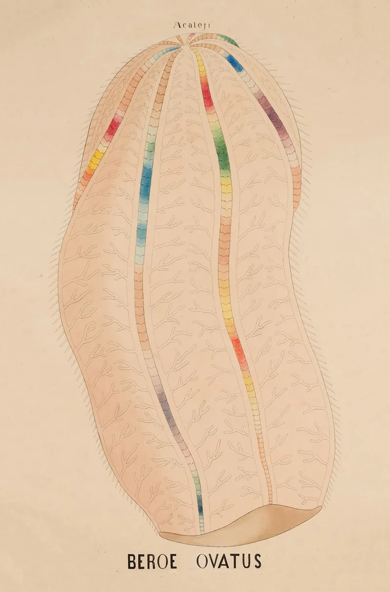 Beroe Ovatus