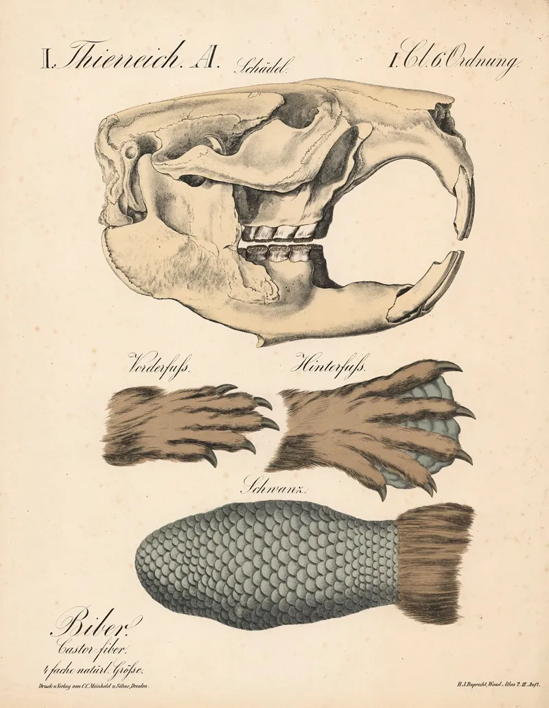 Biber Castor Fiber 2