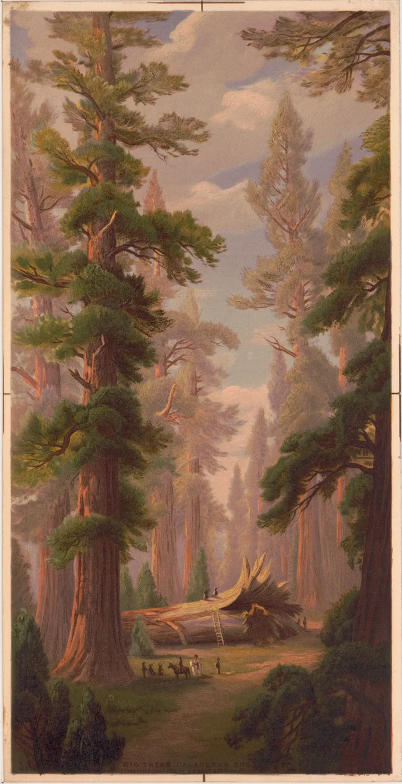 Big Trees Calavaras Grove by John Ross Key - Canvas Print