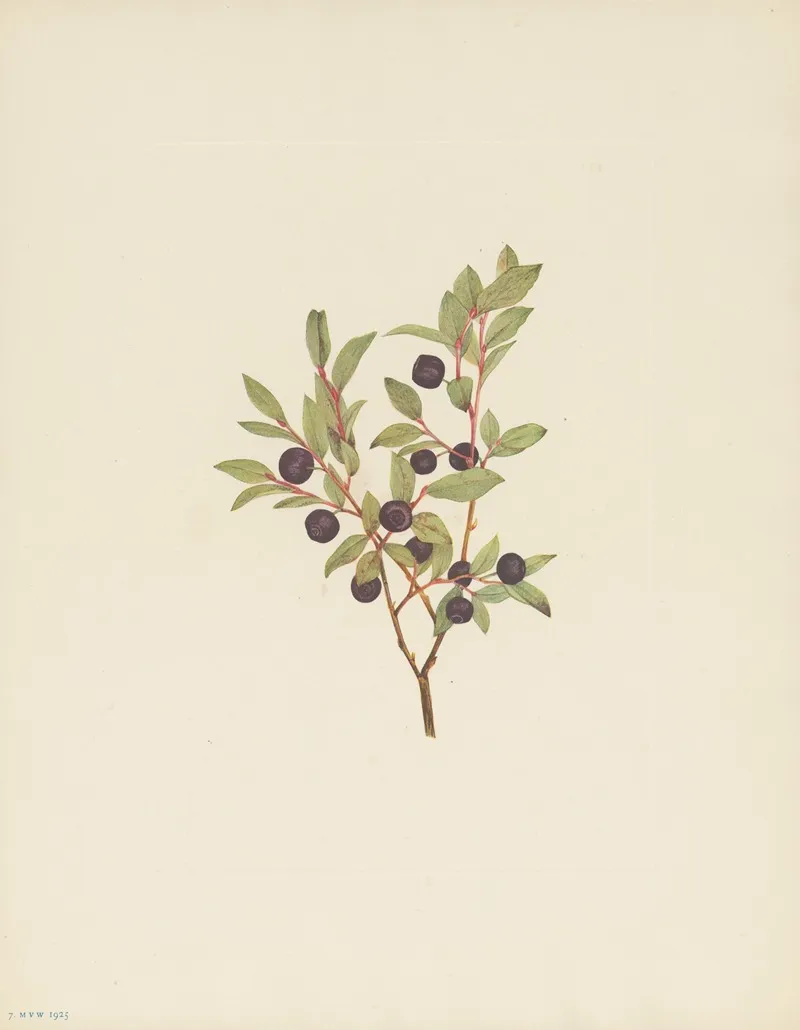 Big Whortleberry Vaccinium Membranaceum 2