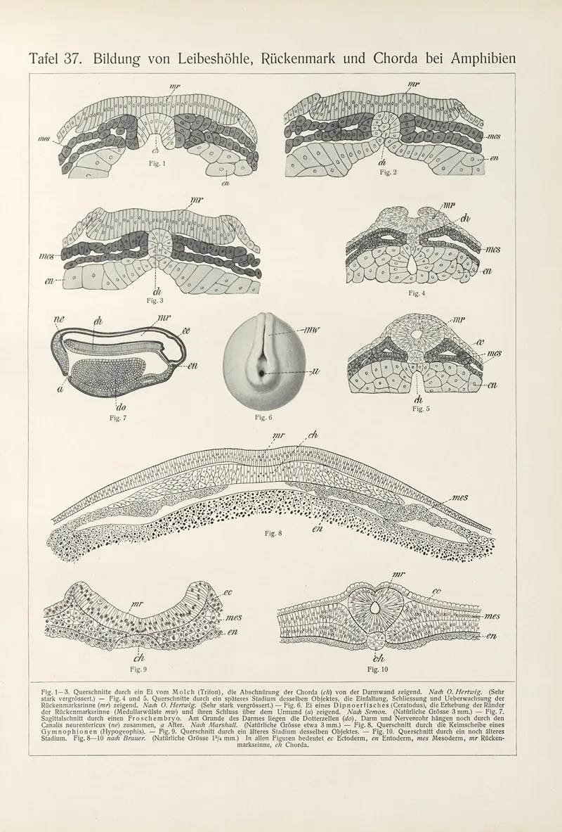 Bildung Von Leibeshohle Ruckenmark Und Chorda Bei Amphibien by Konrad Guenther - Canvas Print