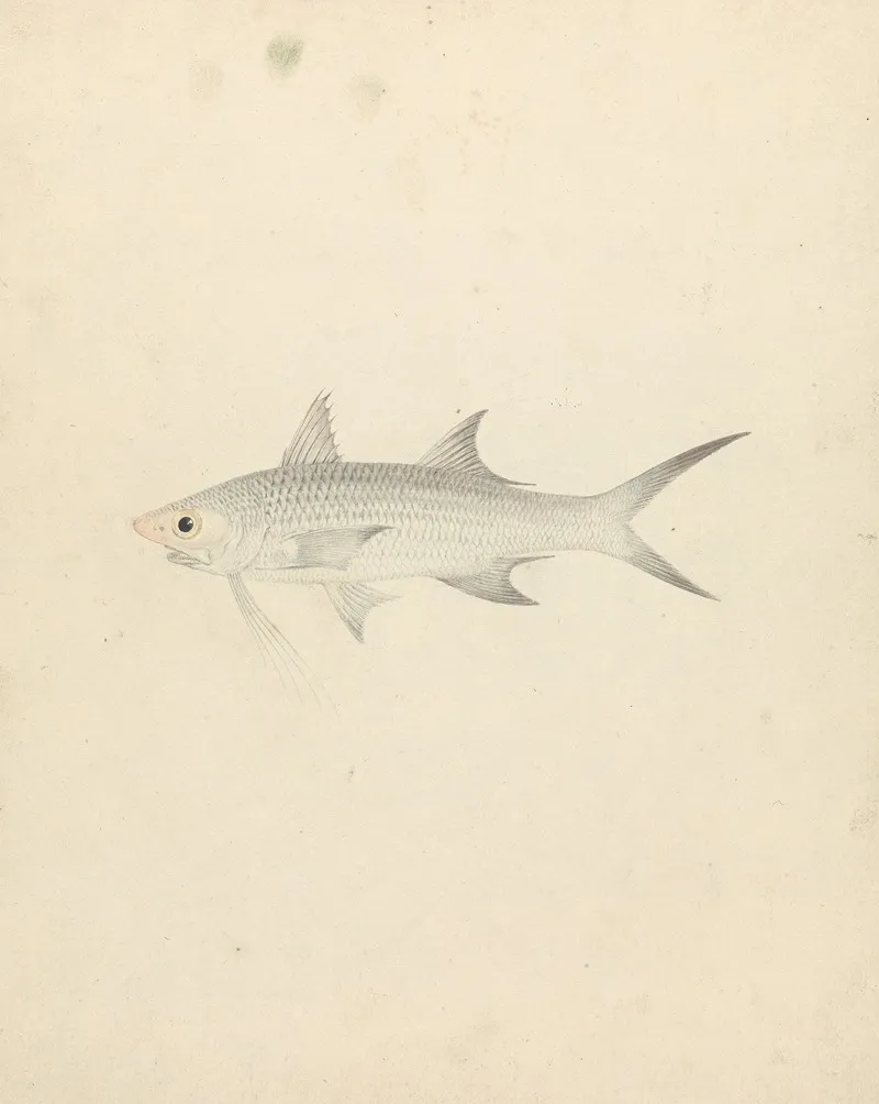 Binney Number One A Fish