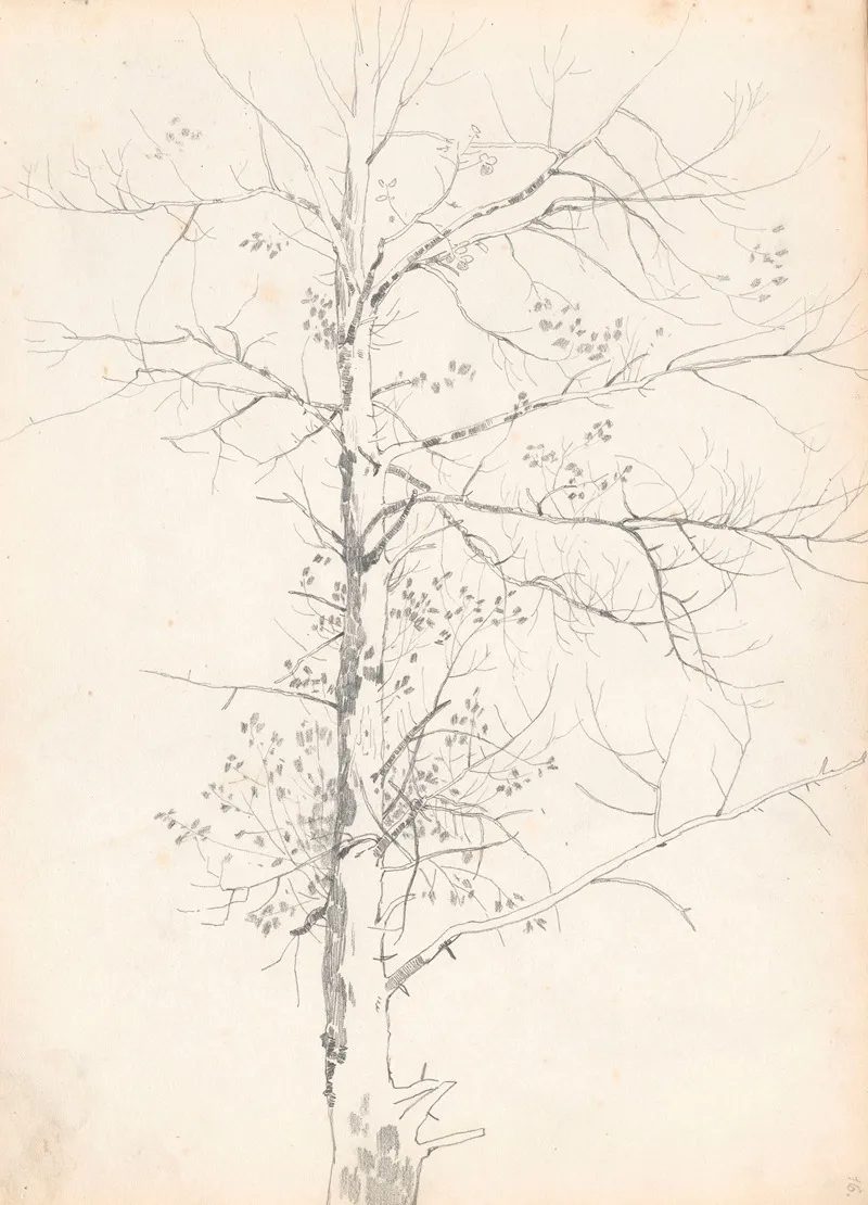 Birch 2