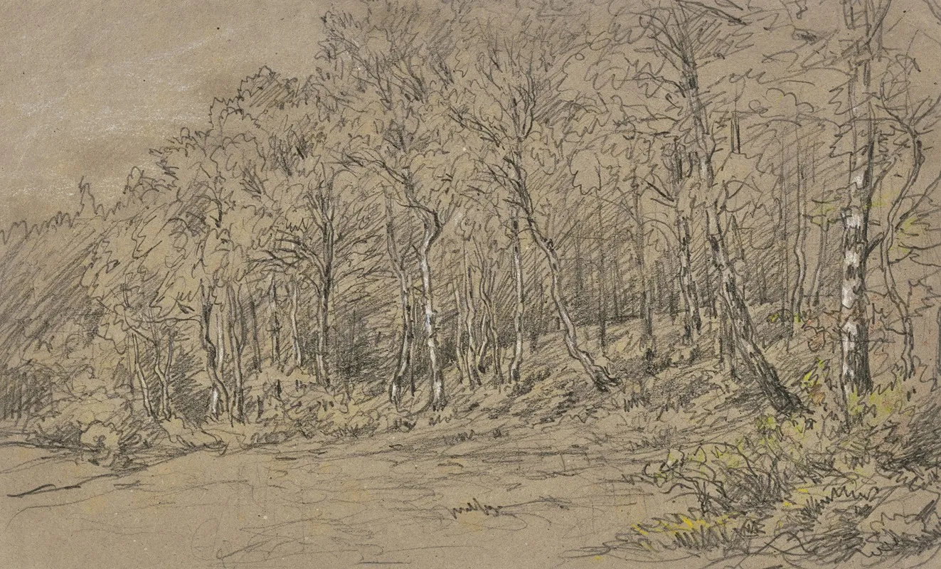 Birch Trees At The Edge Of The Forest 2