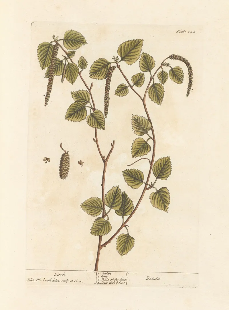 Birch