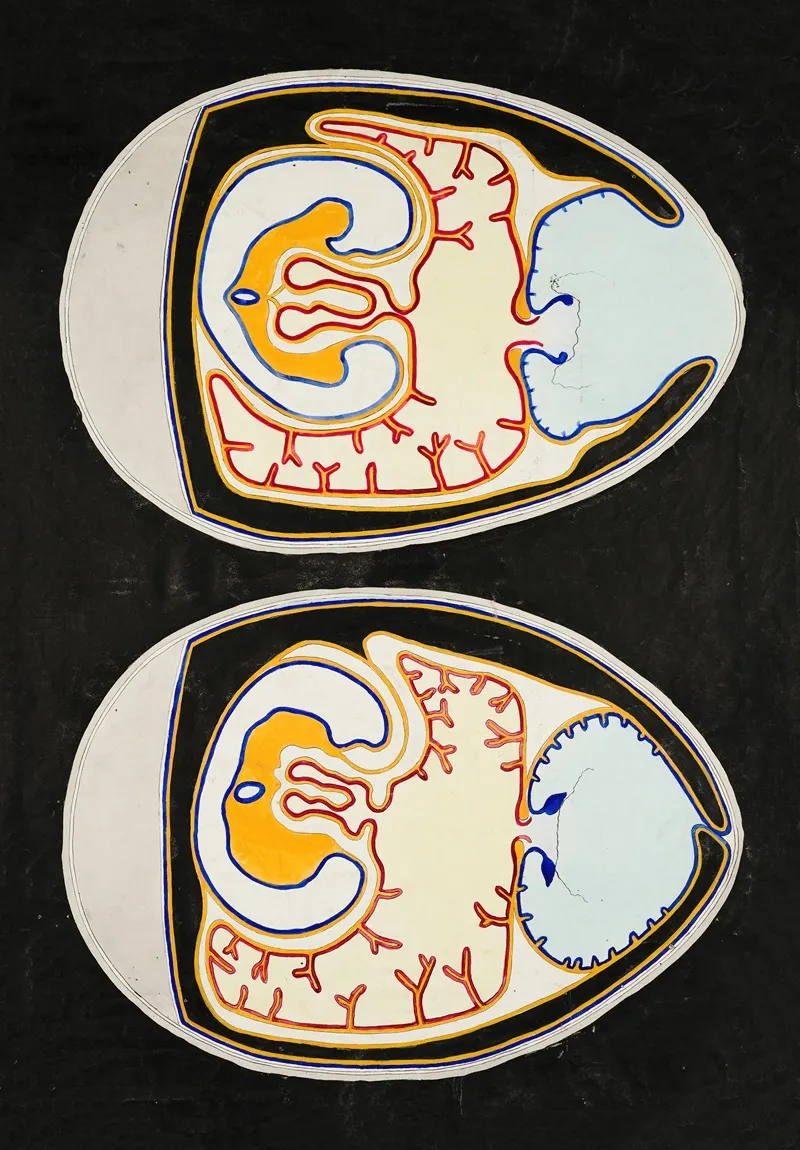 Bird Embryonic Development