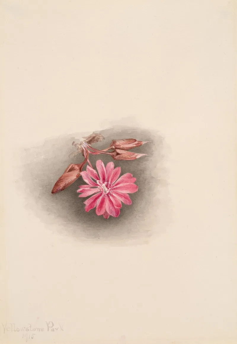 Bitterroot Lewisia Redivivia