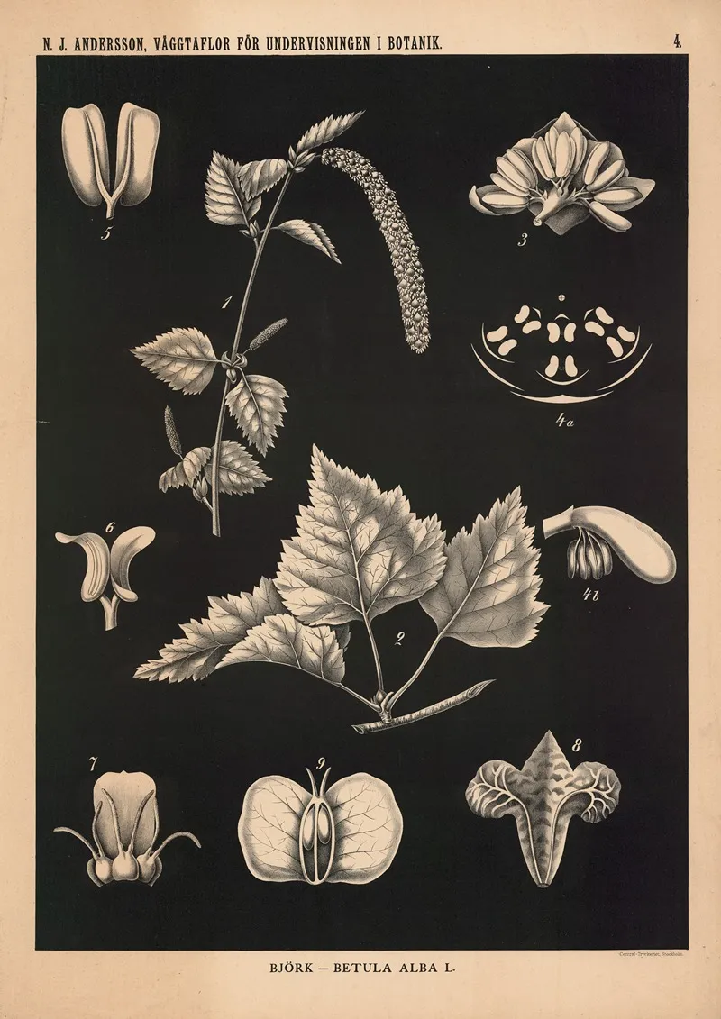 Bjork Betula Alba L