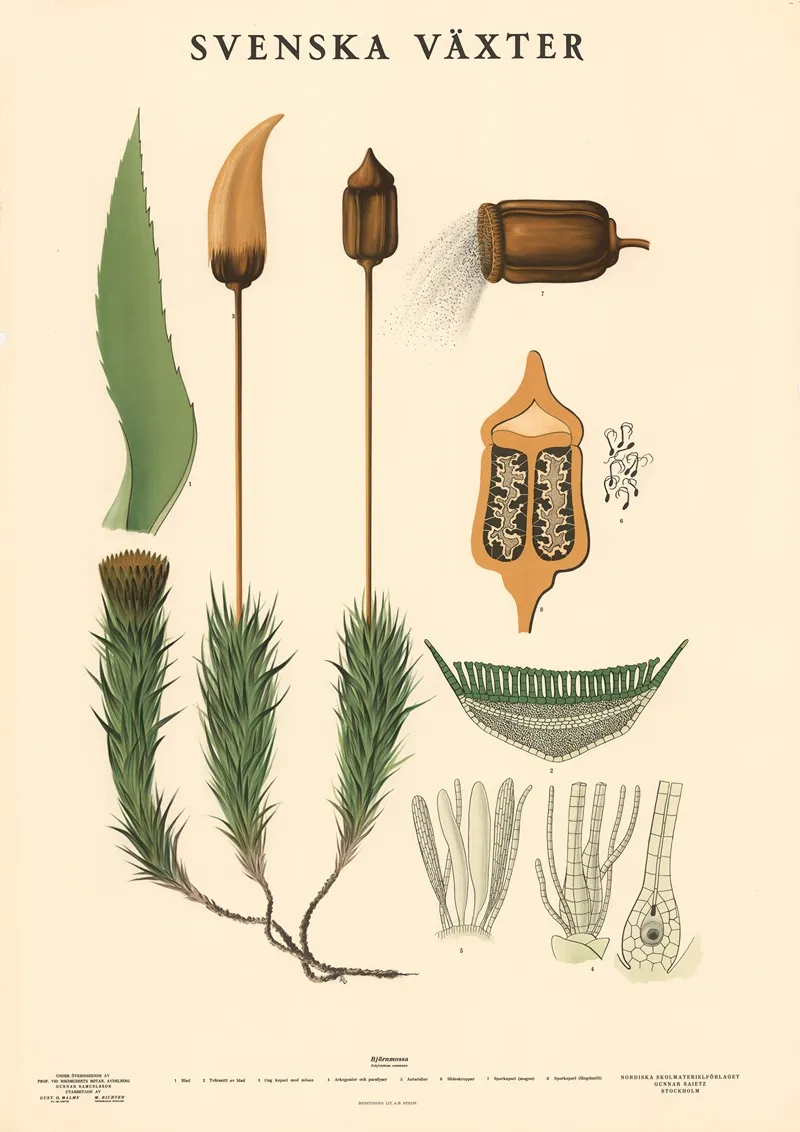 Bjornmossa Polytrichum Commune by Max Richter - Canvas Print