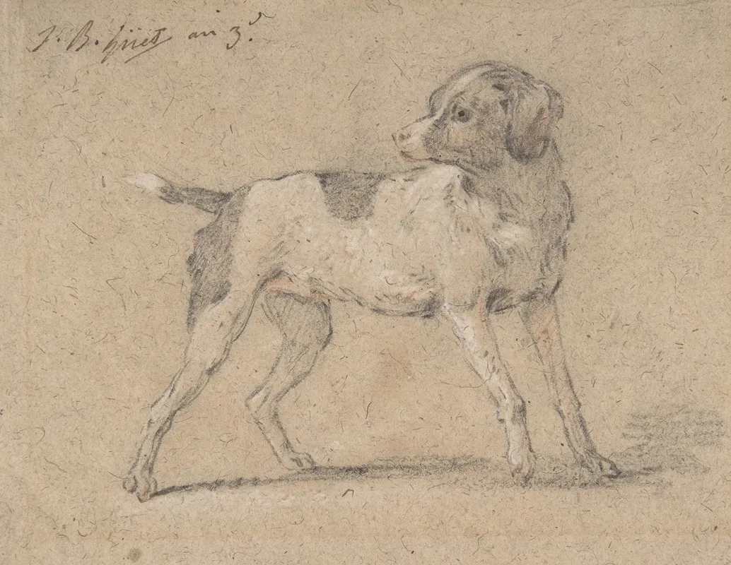 Black And White Dog Head Turned To The Left