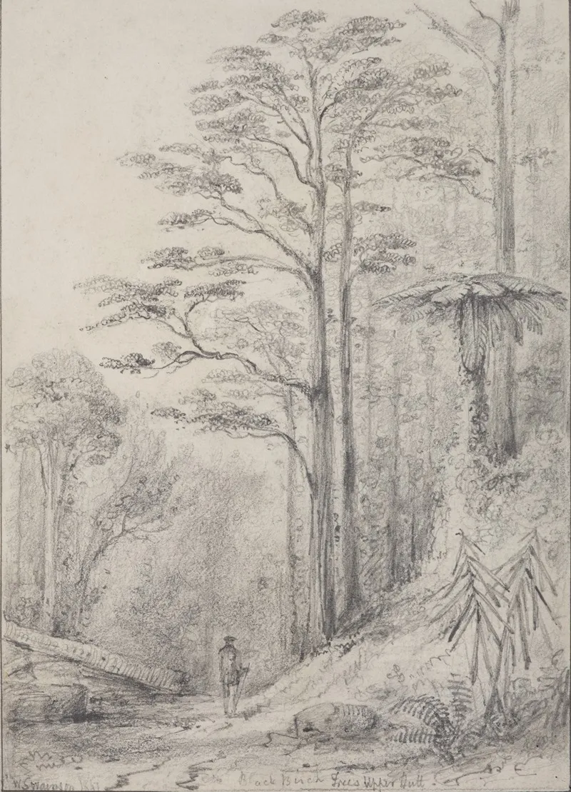 Black Birch Forest Upper Hutt