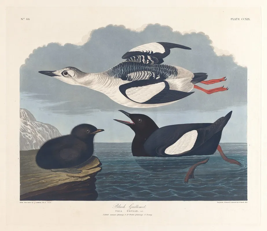 Black Guillemot