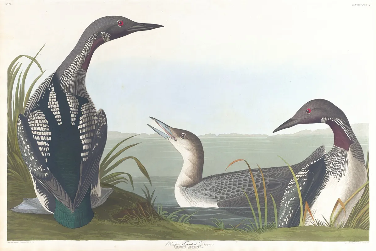 Black Throated Diver